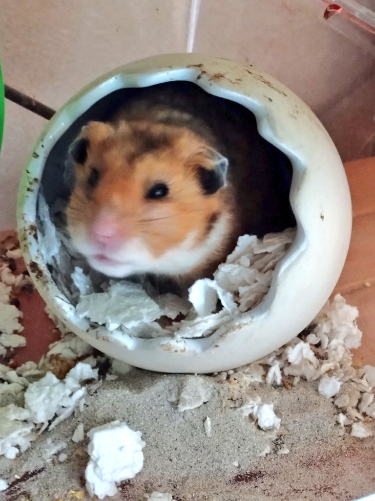 あみっち❤とちっちゃな🐹Chanズ✚🐶《ワン》 tweet media