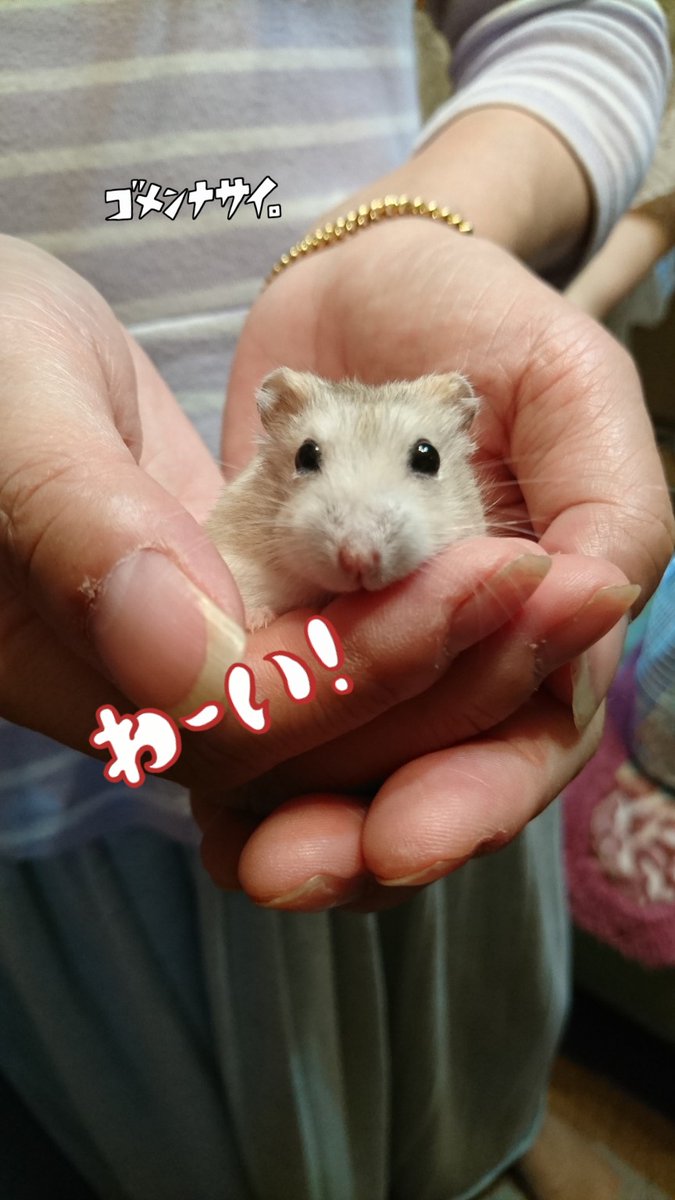 あみっち❤とちっちゃな🐹Chanズ✚🐶《ワン》 tweet media