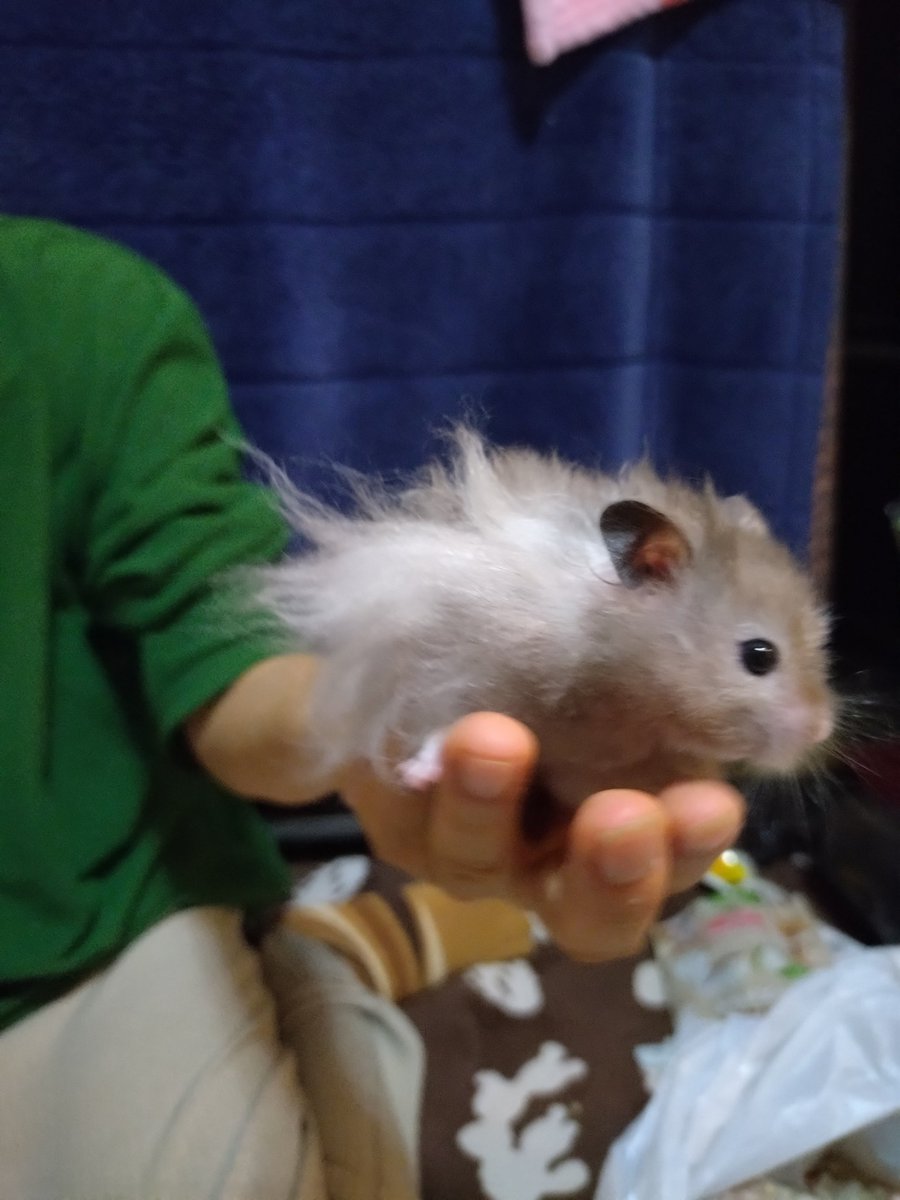 あみっち❤とちっちゃな🐹Chanズ✚🐶《ワン》 tweet media