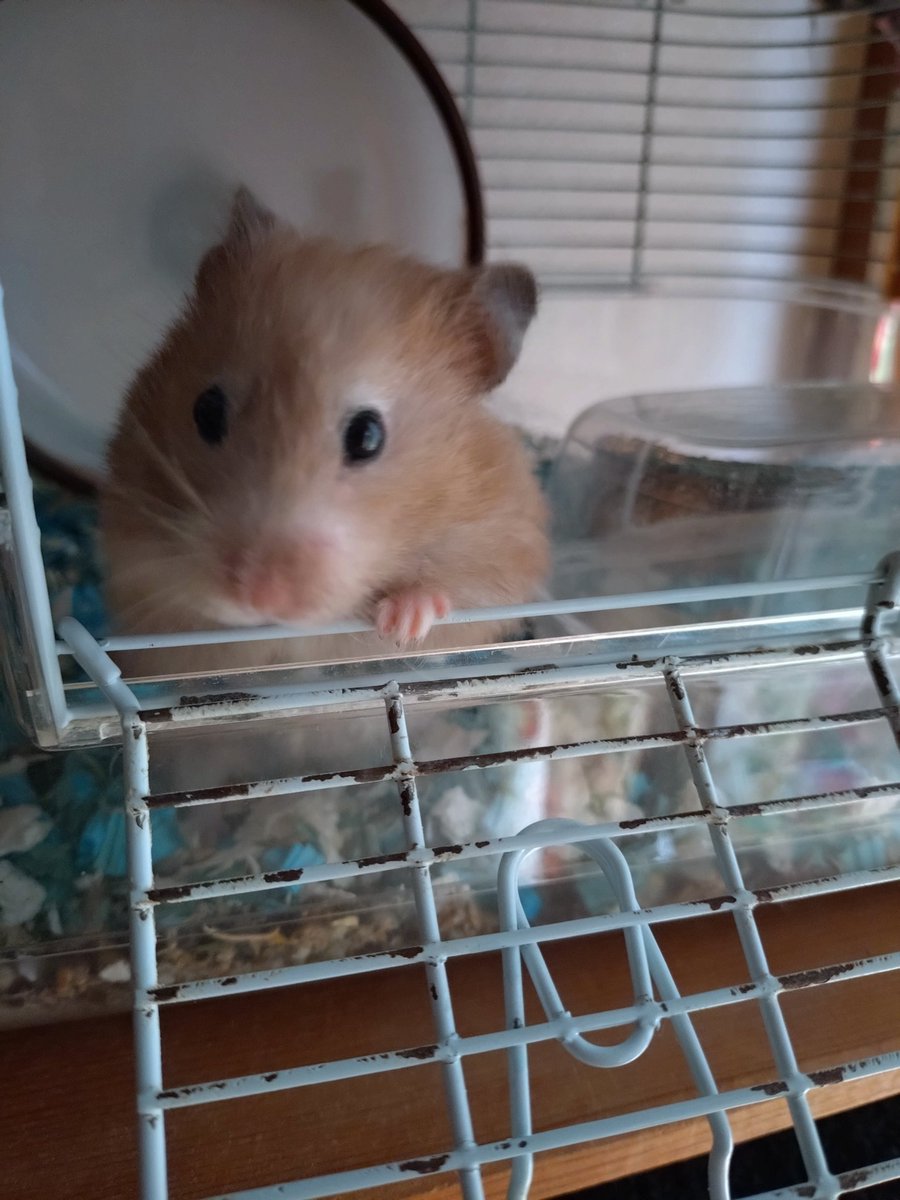 あみっち❤とちっちゃな🐹Chanズ✚🐶《ワン》 tweet media