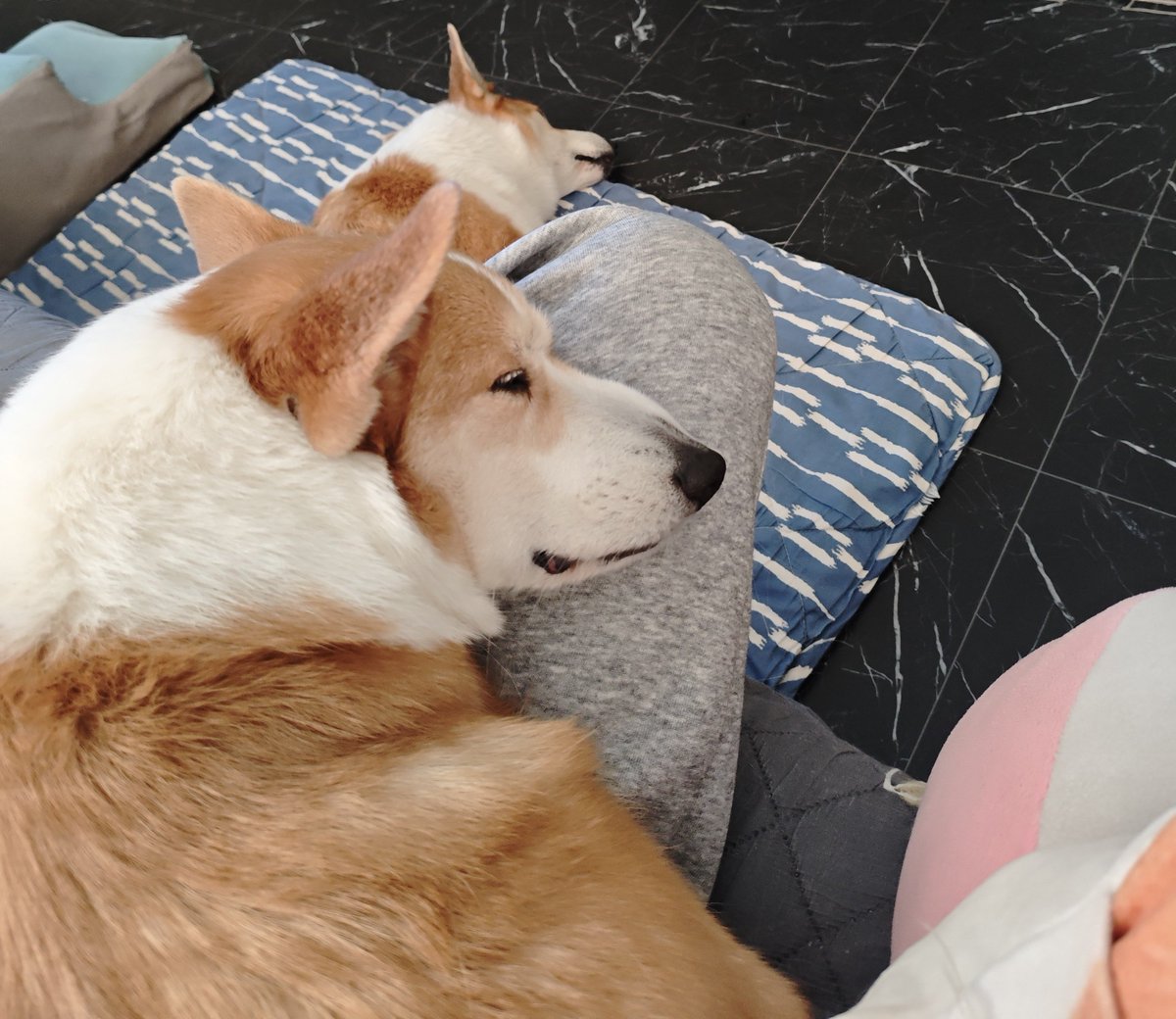 シーフーサン🍭(コーギー) tweet media