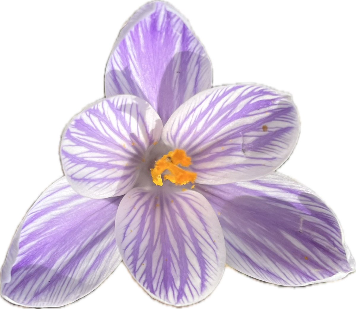 Randy 📸 Daisy and Freddie tweet media