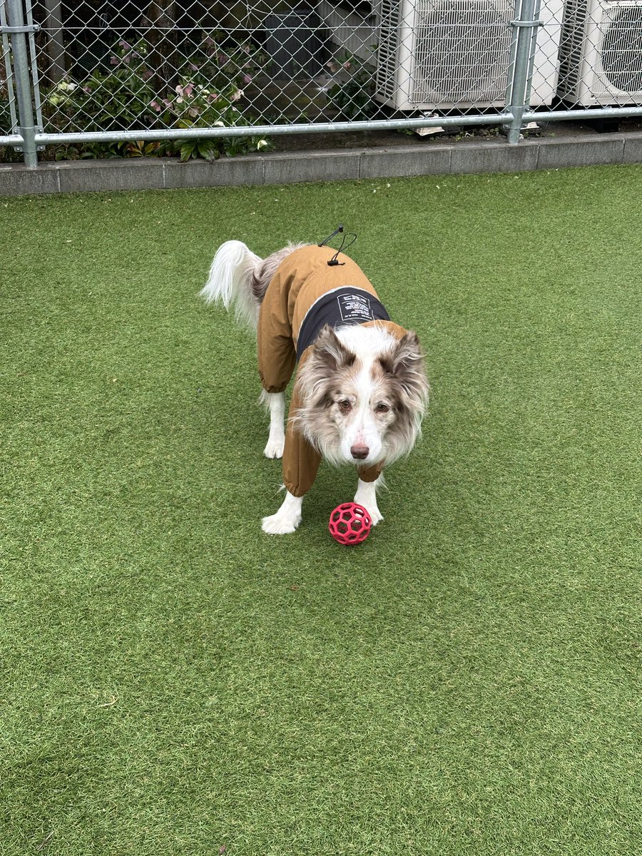 くまごろう tweet media