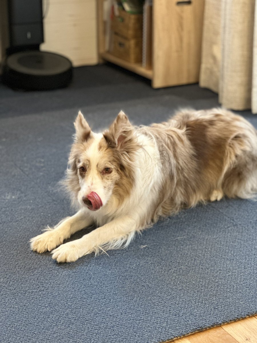 くまごろう tweet media