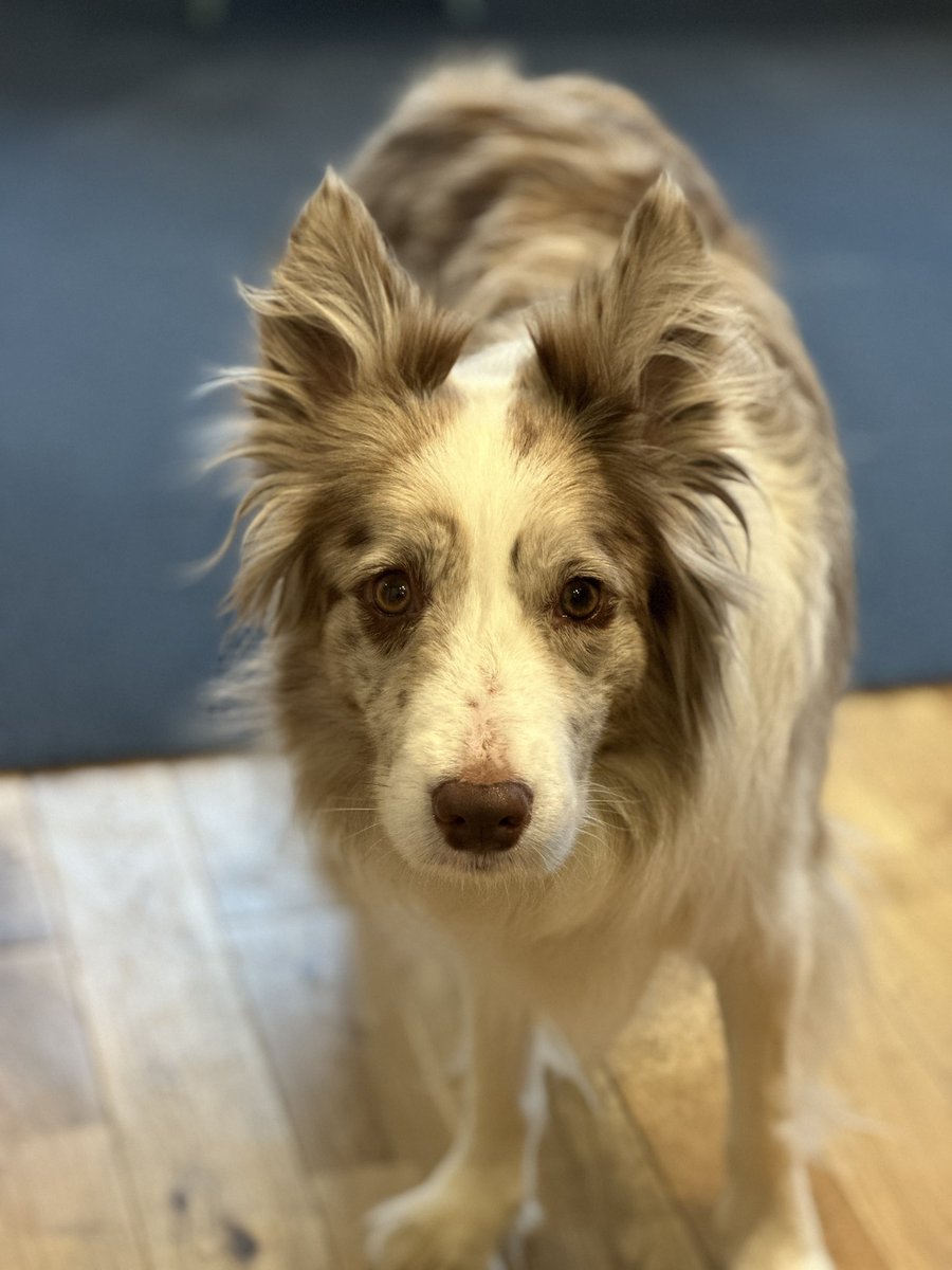 くまごろう tweet media