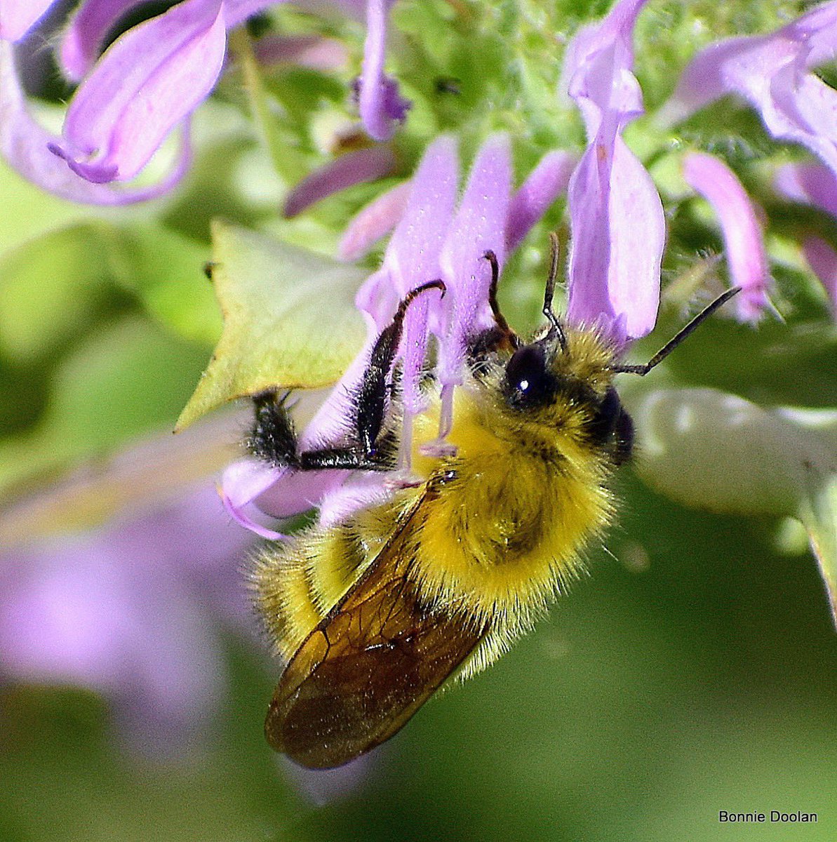 BonnieDool5t's tweet image. Today’s Bee  #bee #NaturePhotography