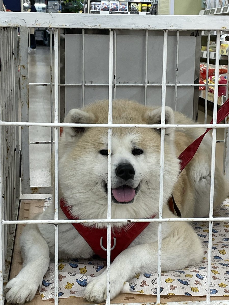 秋田犬 もも tweet media