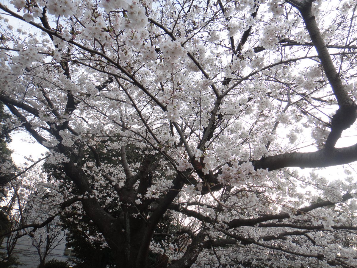 石田鈴音_Fleur tweet media