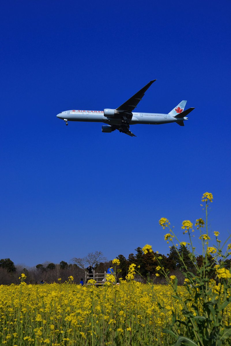 karintamai's tweet photo. - colza - sc4
〜 菜の花にメイプルシロップを添えて
#成田空港
#CFIVR
#AirCanada
#Boing777 https://t.co/8ipOV1Abac