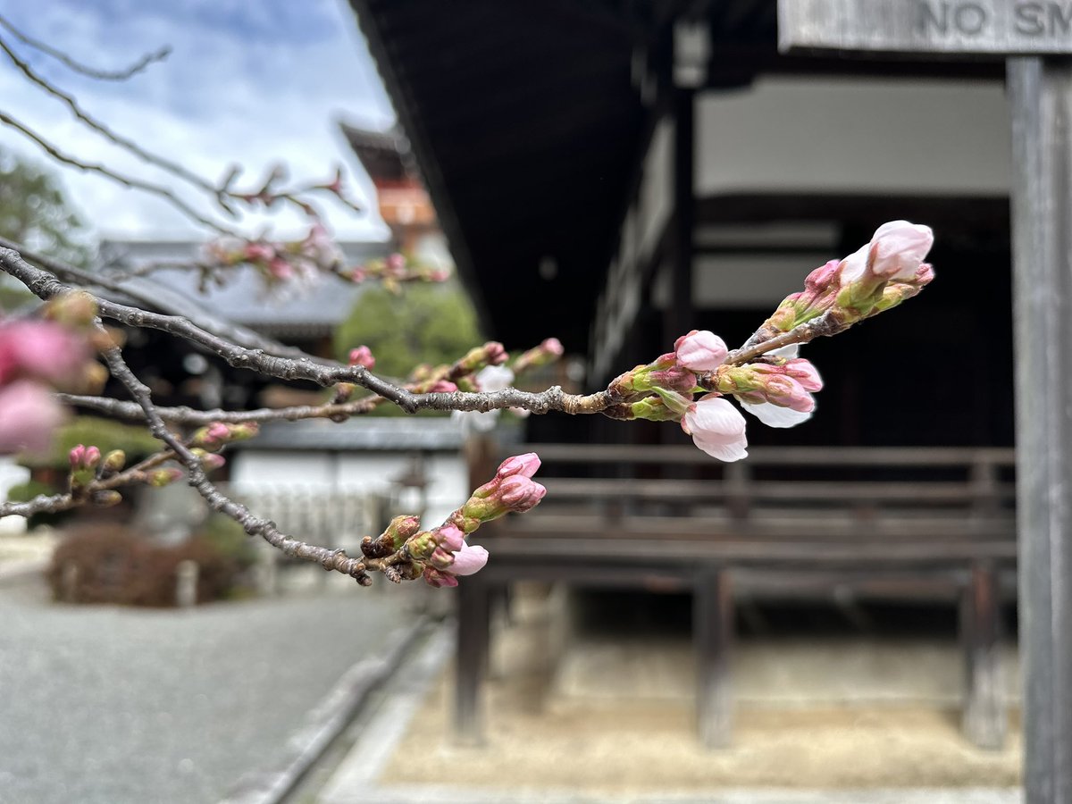 🌸さくらコンサート『花ノ宴』
🗓️4/5(日)15:00~
📍京都 本法寺

今日は二十四節気の「桜始開（さくらはじめてひらく）」。

本法寺の桜も開花し、昨日の催花雨も相俟って、まるで目を覚ましたかのように次々と開き始めています。