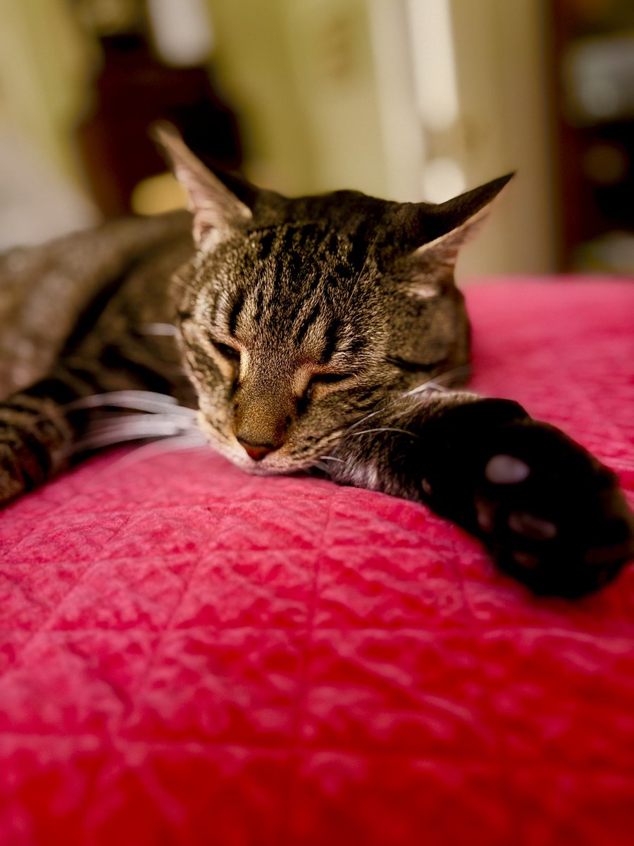 They Might Be Giants tweet media