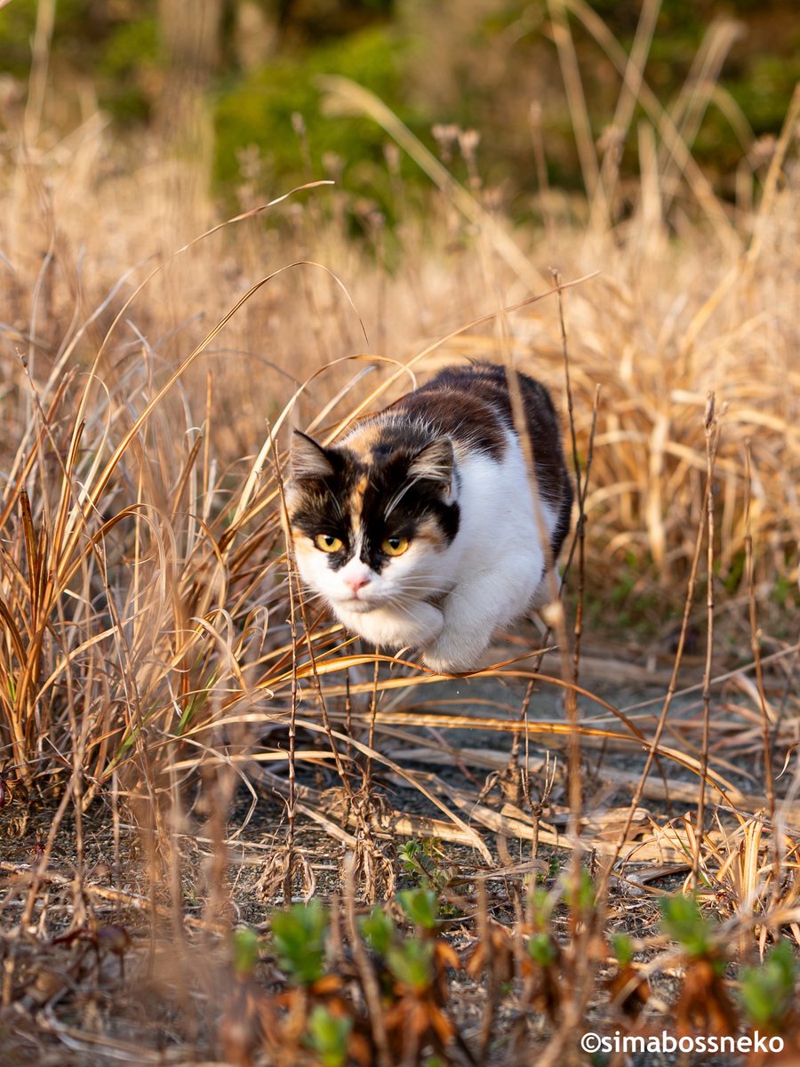 simabossneko 写真集「島にゃんこ」発売中 tweet media