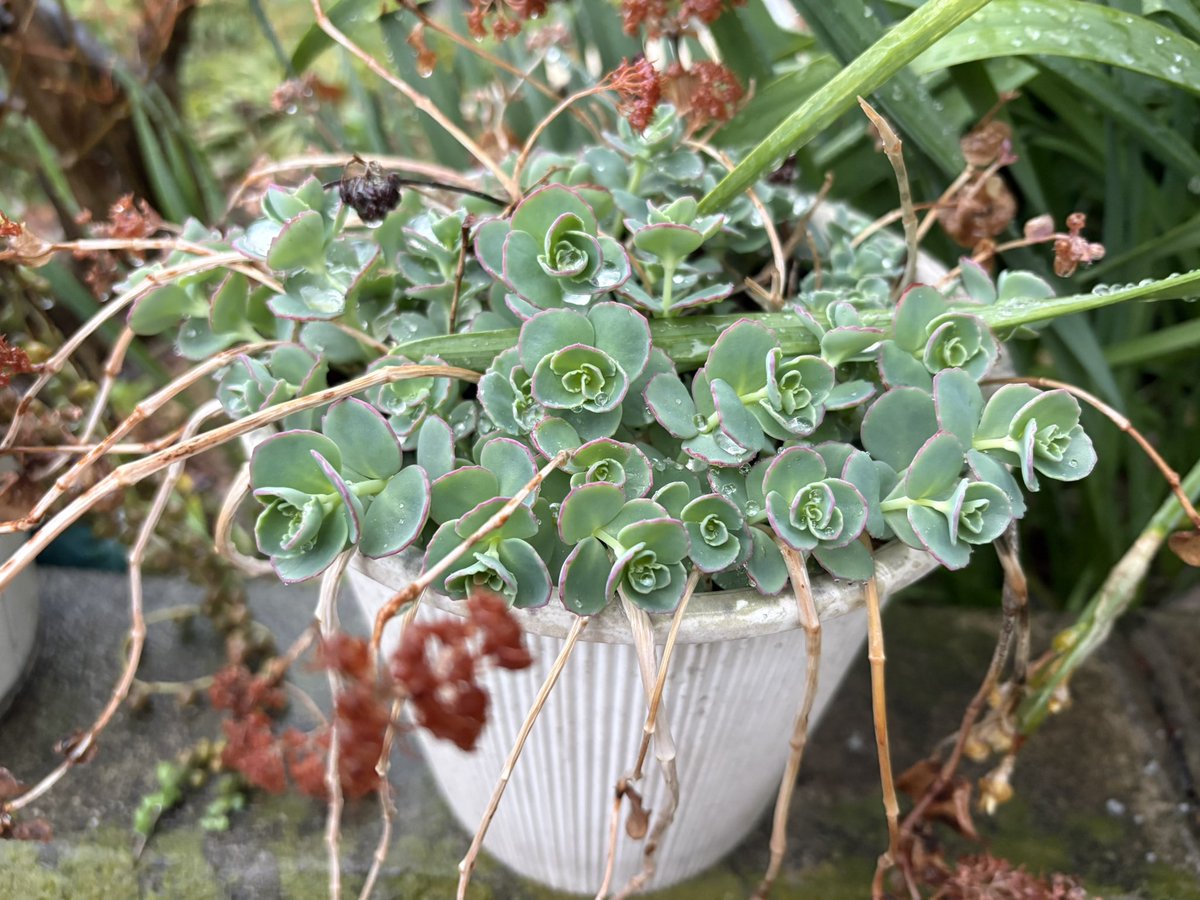 ムラサキノハナ👾 tweet media