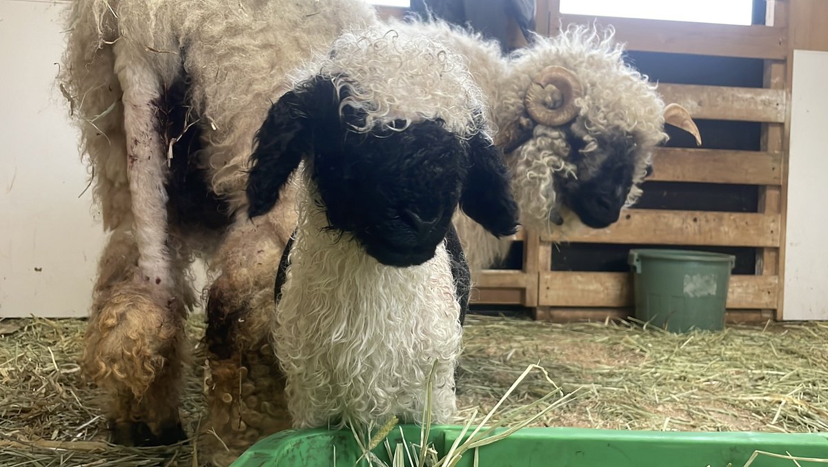 ローザンベリーどうぶつがかり tweet media