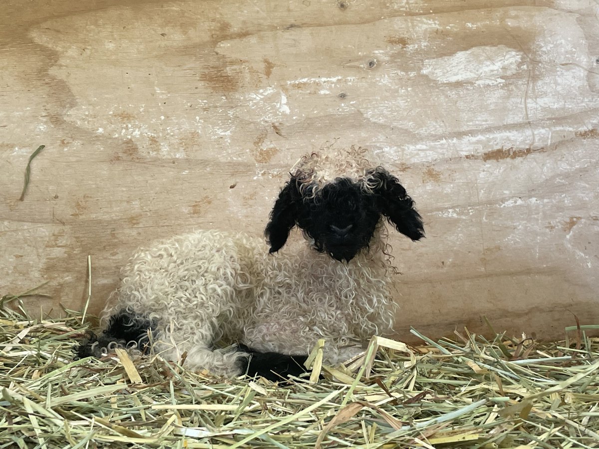 ローザンベリーどうぶつがかり tweet media