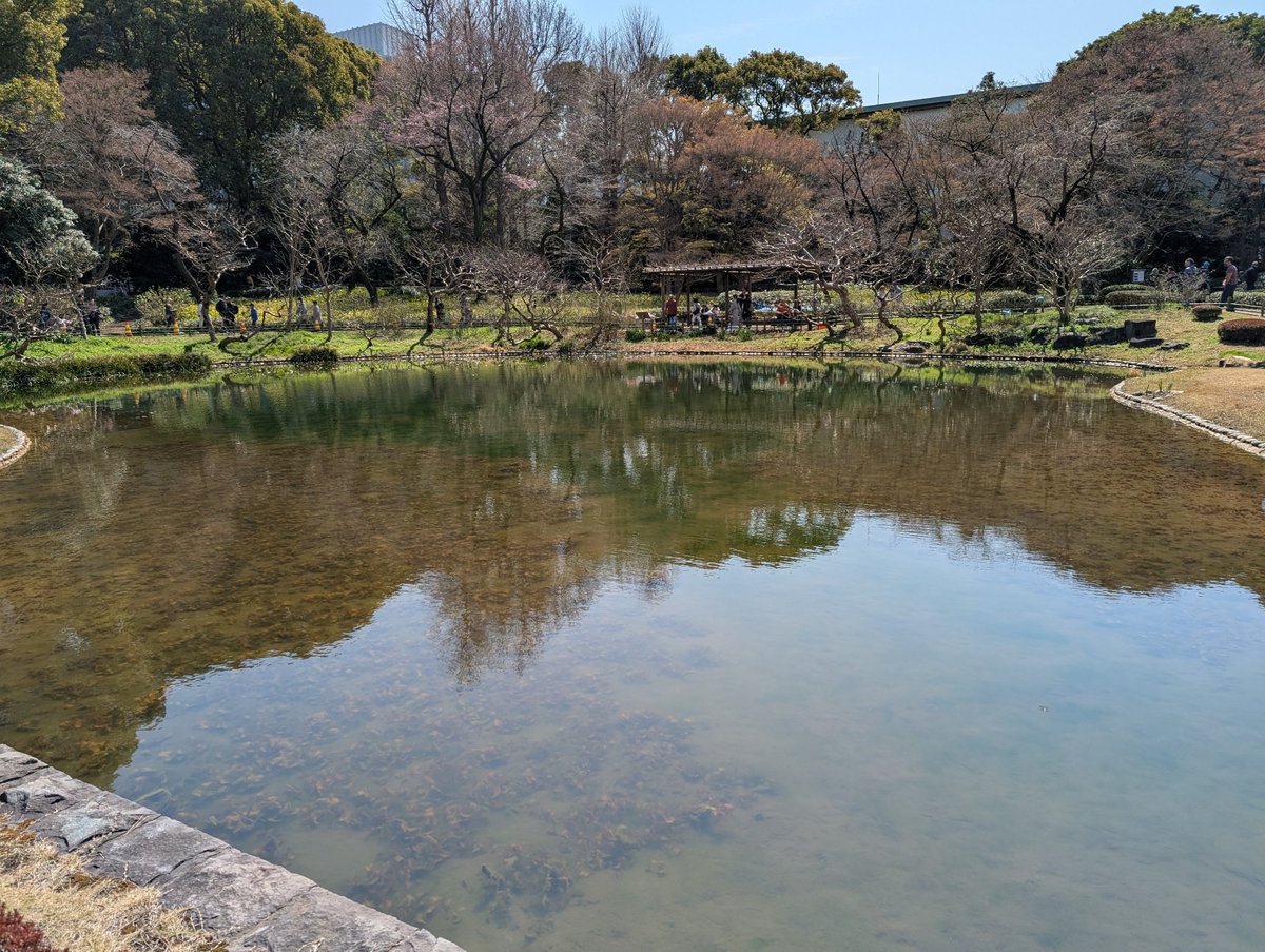 KnightOfAudio's tweet photo. @hyxpk I visited the Imperial Palace the other day and got very excited when I saw ducks! The gardens were also very beautiful 😊 https://t.co/cgZsrmw3Kf