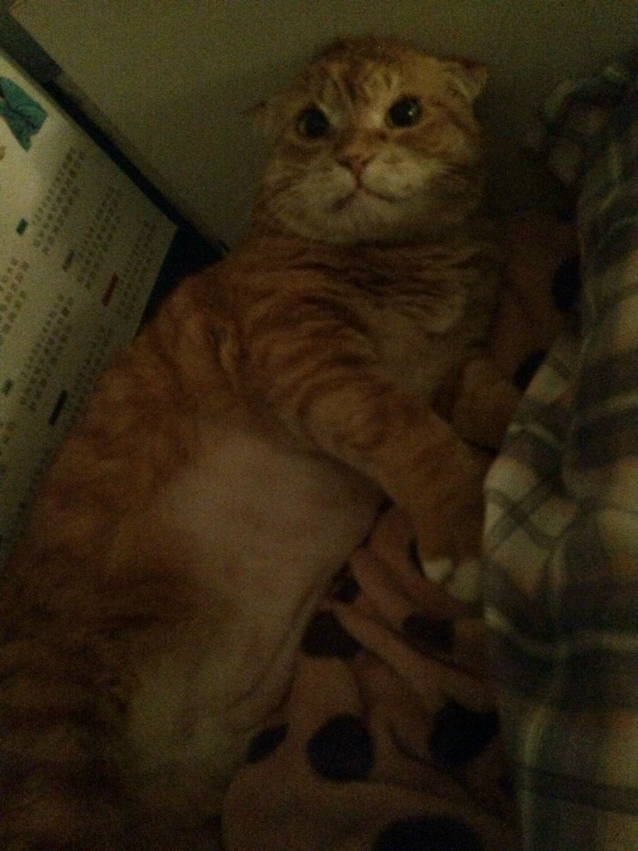 김냄비 tweet media