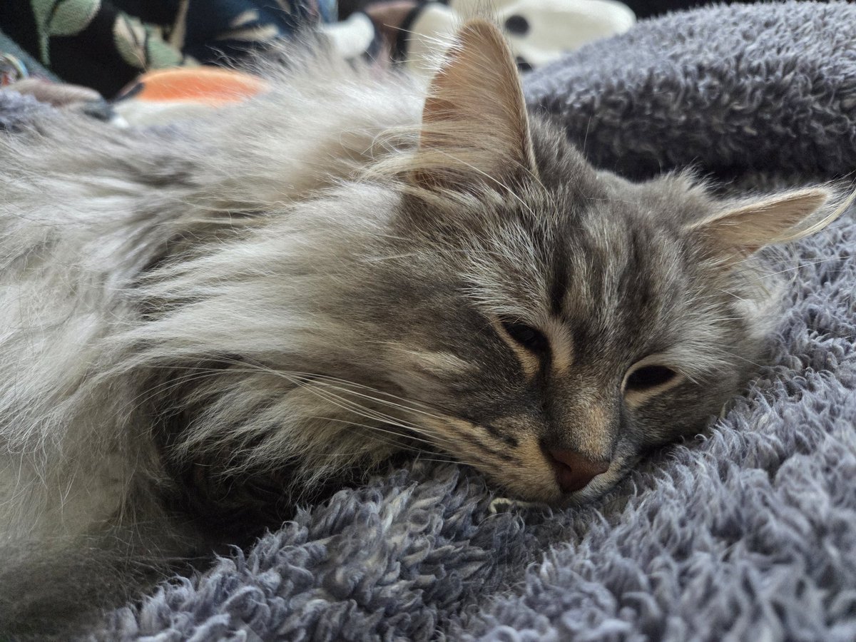 Emi Lo 🔜 WeebCon tweet media