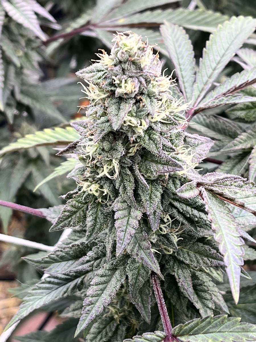 Cloned another rose bush cutting. Look at those week 6 nugs.