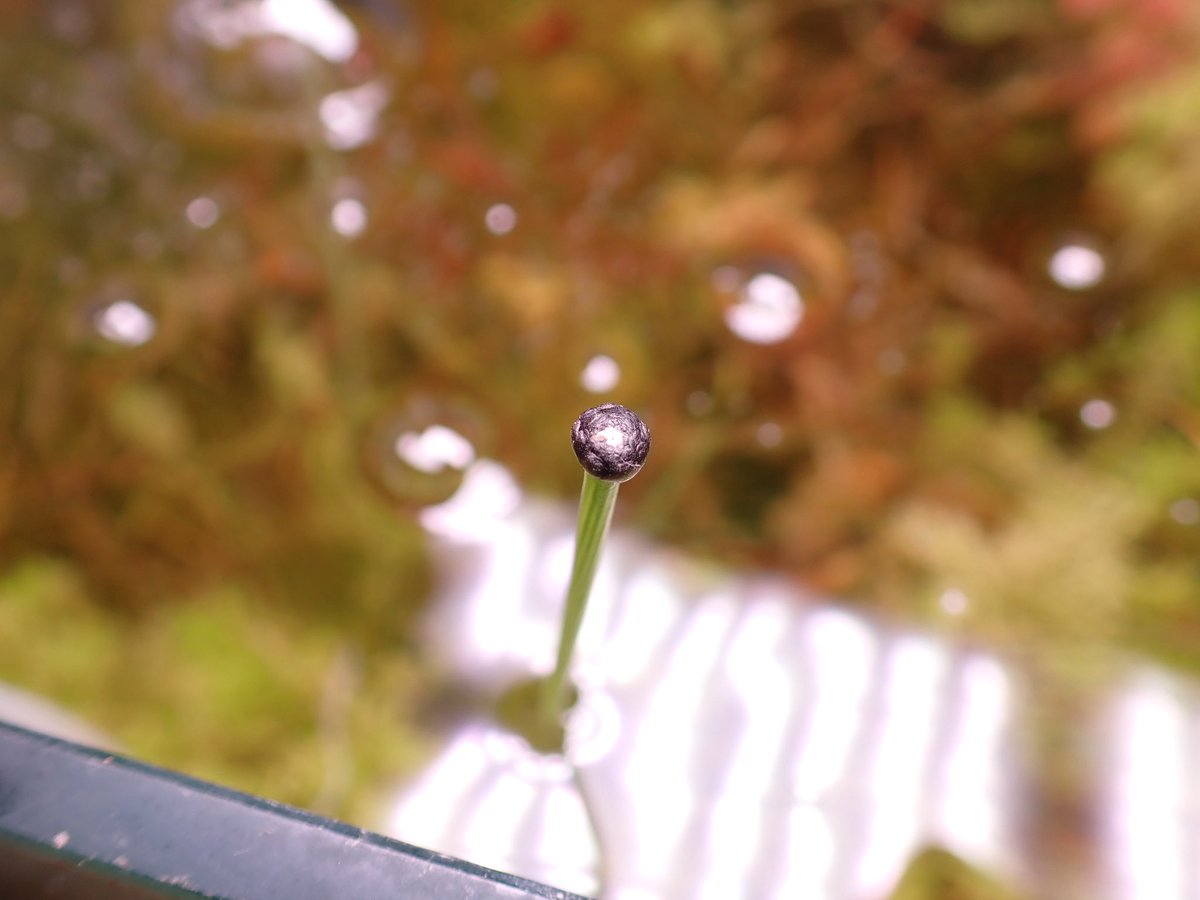 みか_メロウP tweet media