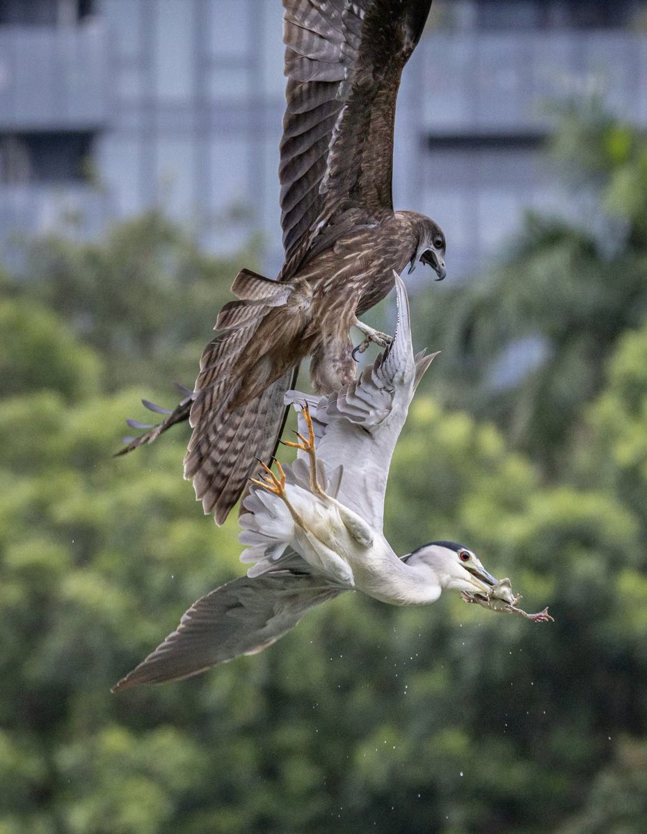 改正归邪 tweet media