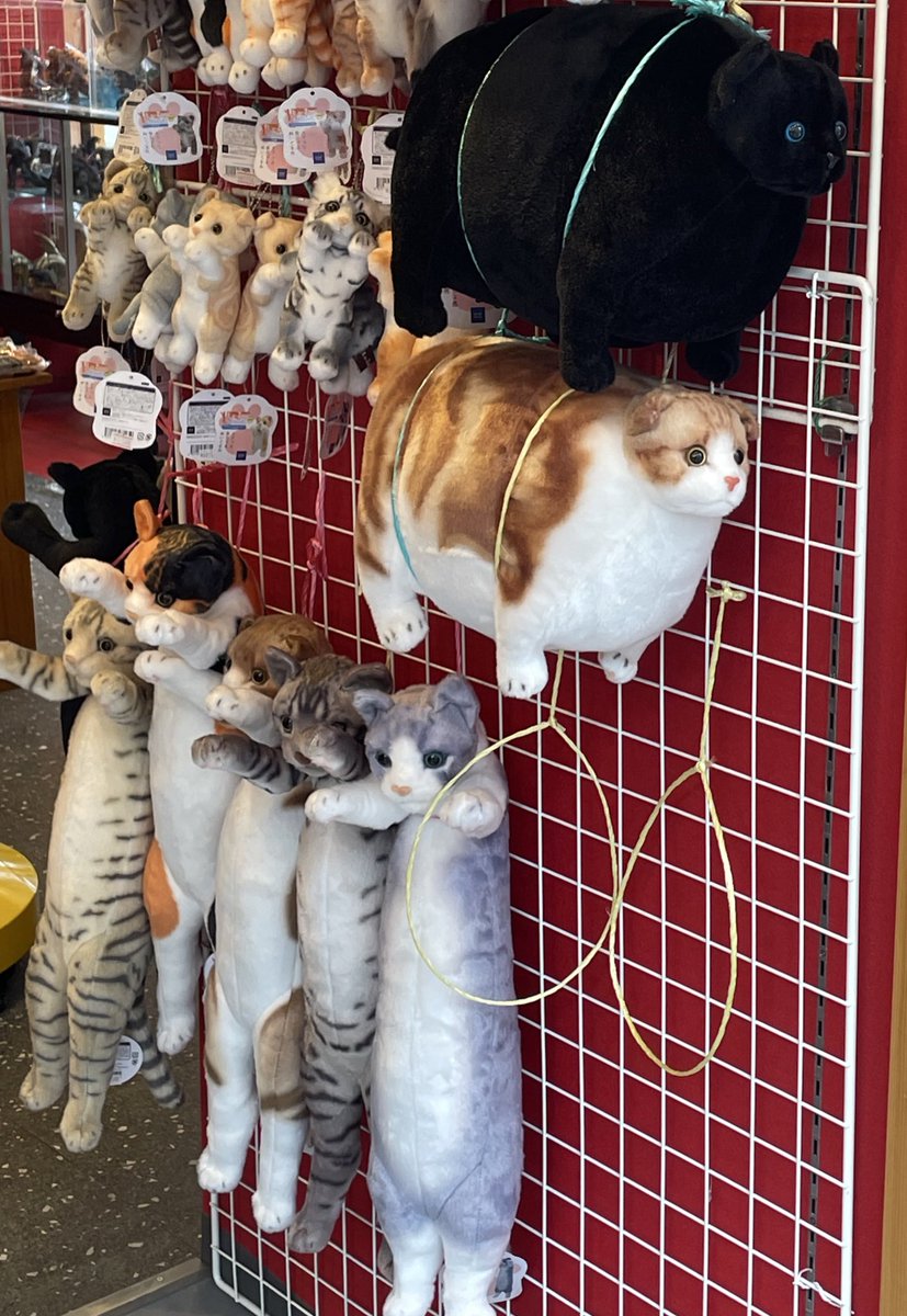 VulcanS650_'s tweet photo. 可愛すぎて思わず
にっこりしてしまった😄

帰ってAmazonにでも探そうかなあ〜🐈🐈‍⬛ https://t.co/d5qD8u7L7K