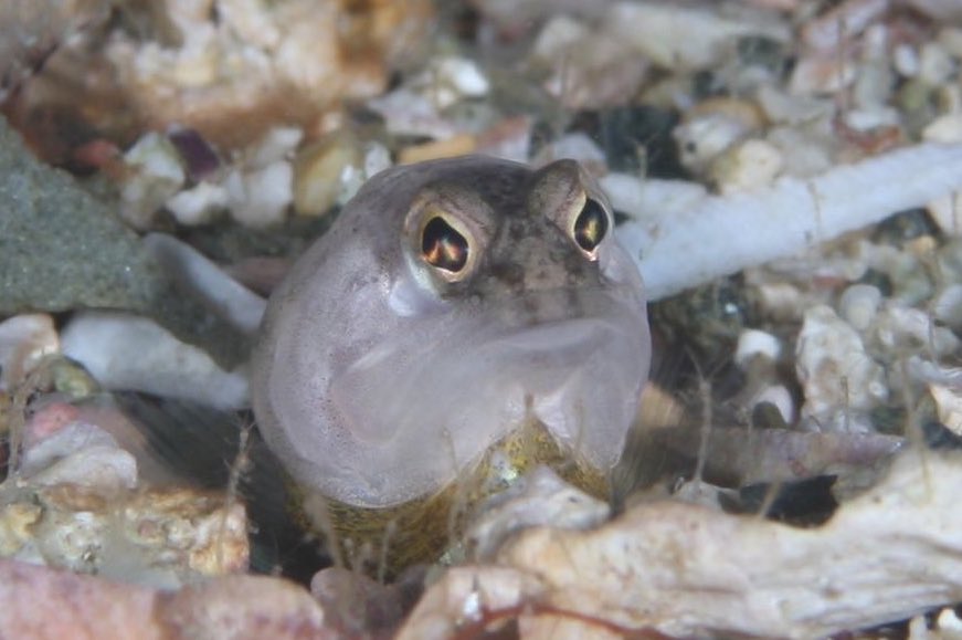 串本海中公園センター tweet media