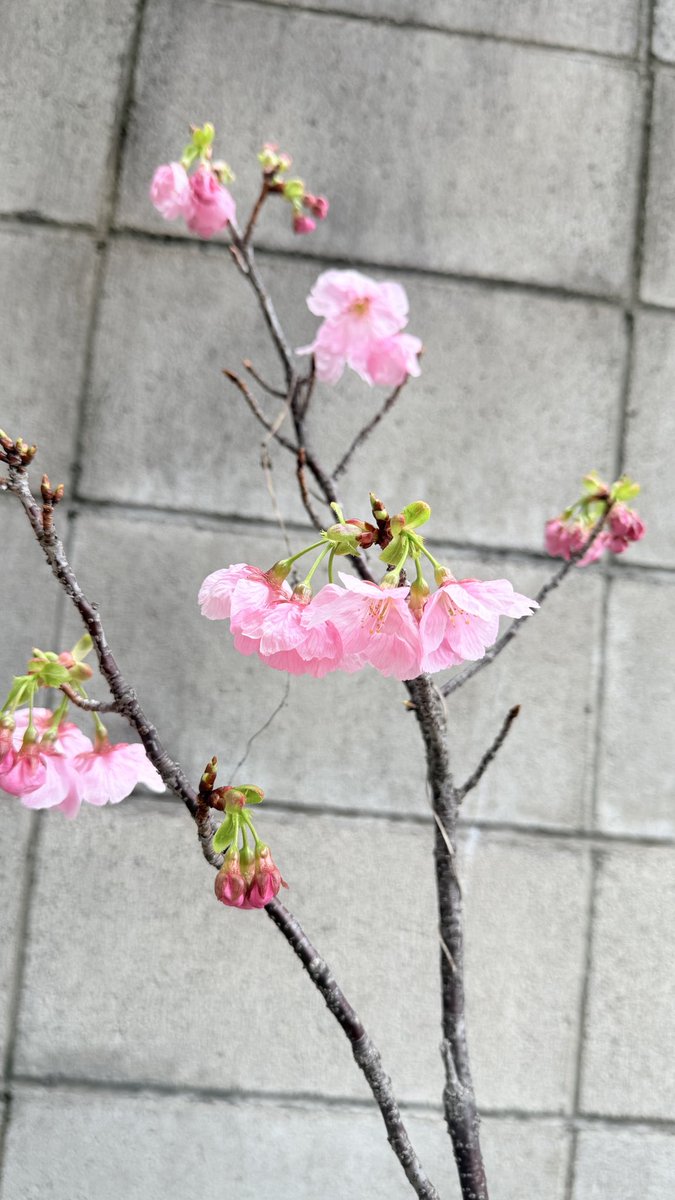 こんにちは😃日ごとに春めいてまいりましたね☘️
会社の植木の桜も、ついに花を咲かせてくれました🌸
一輪一輪大切に咲く姿に、季節の移ろいを感じますね❣️
そろろお花見のシーズン桜が満開になるのが楽しみです^ - ^✨
#春の便り #公式の日常 #季節を楽しむ #桜
