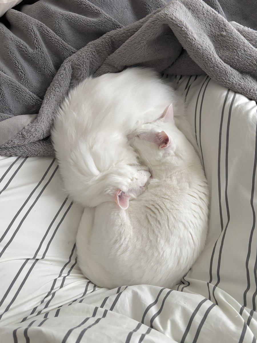 くうねる tweet media