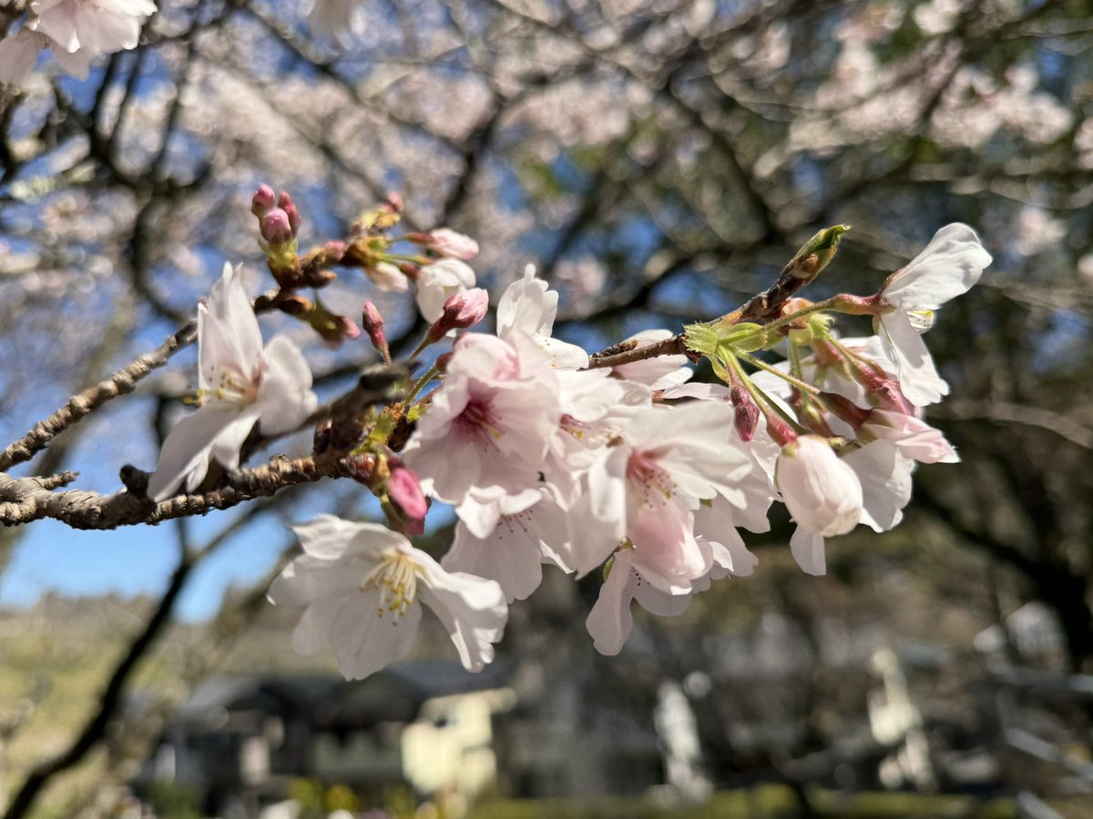 シャカ力 加藤春菜 tweet media