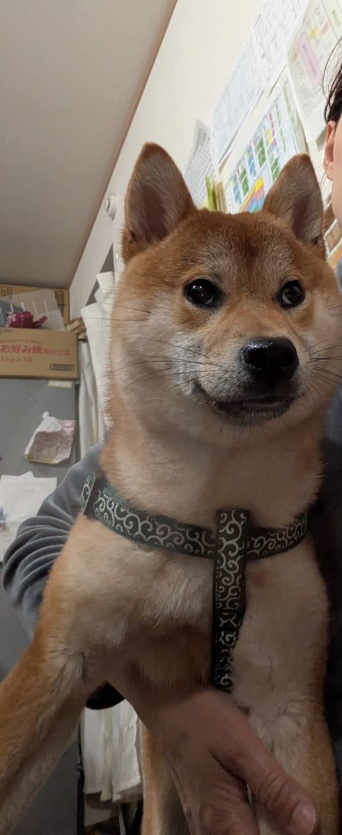 わんにゃん tweet media