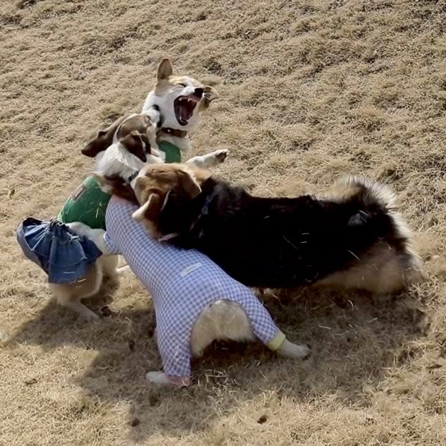 elmoelmodog tweet media