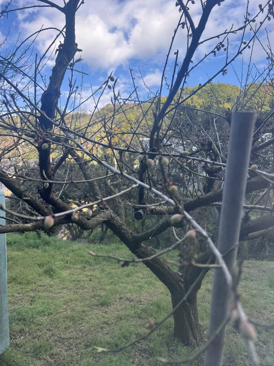 かなり梅の実が見えてきましたε ‘ 3 ` 3
残念ながら今年も不作っぽい模様ε ˘•ᴥ•˘ 3