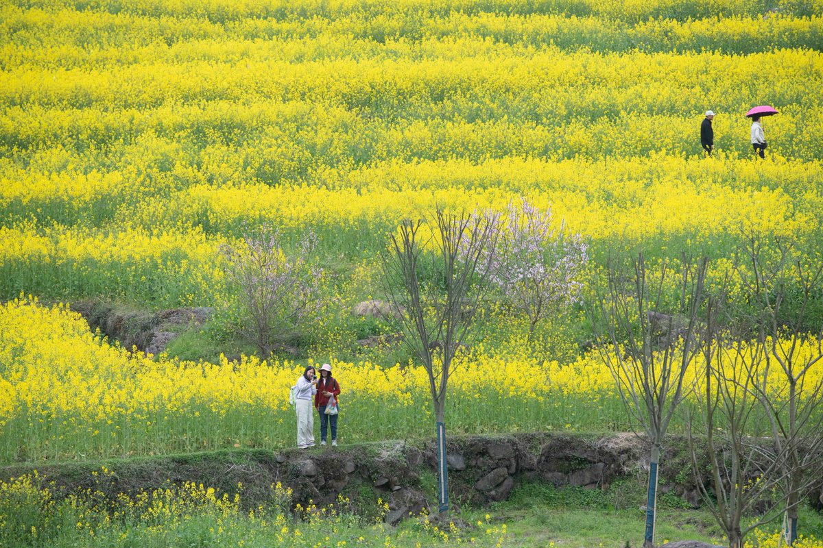 中国安徽省宣城市績渓県の幸福村は菜の花の楽園。