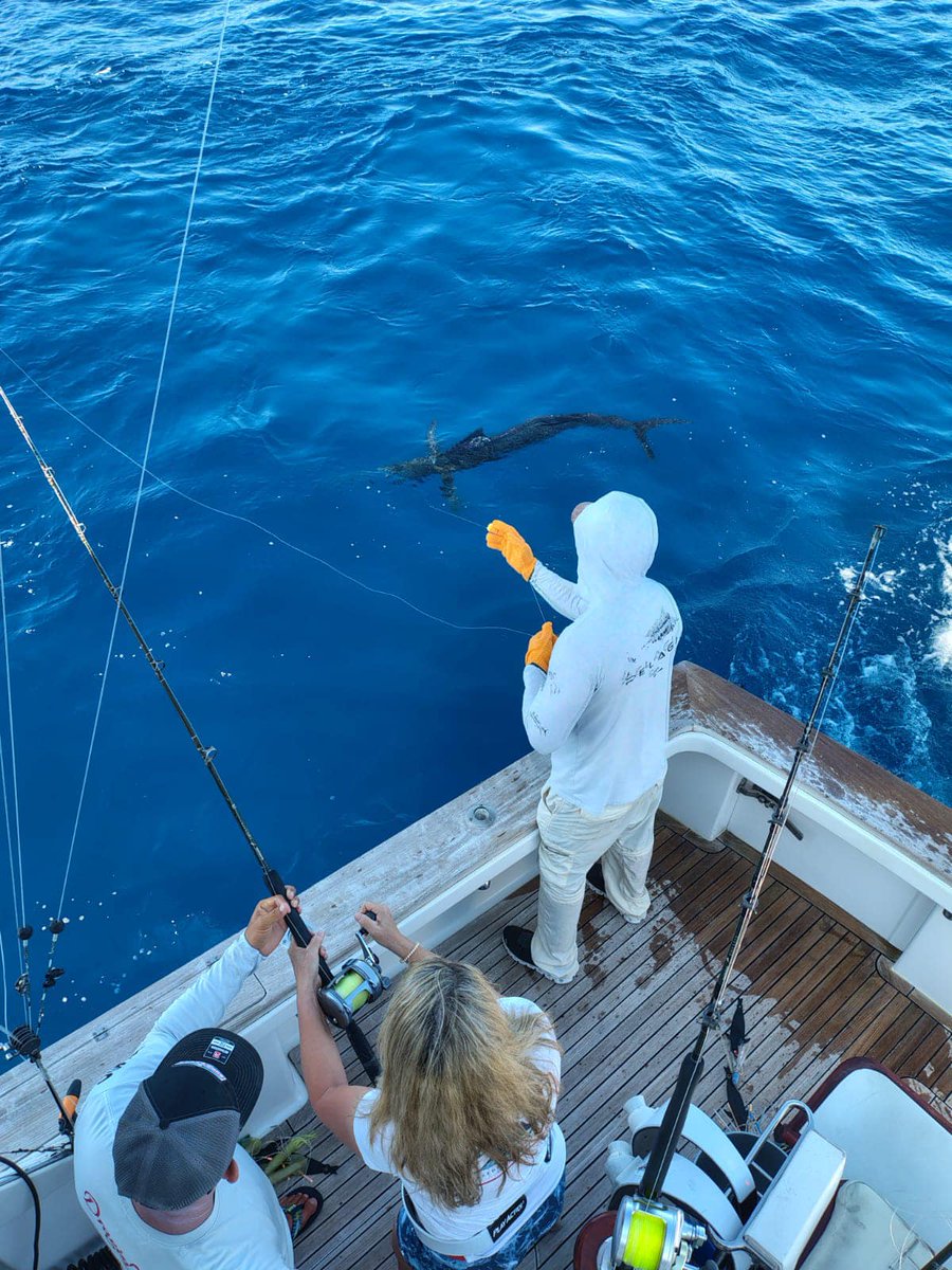 Billfish Report tweet media