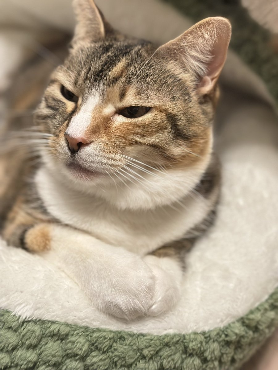 toto＊mamima猫に温泉♨️ tweet media