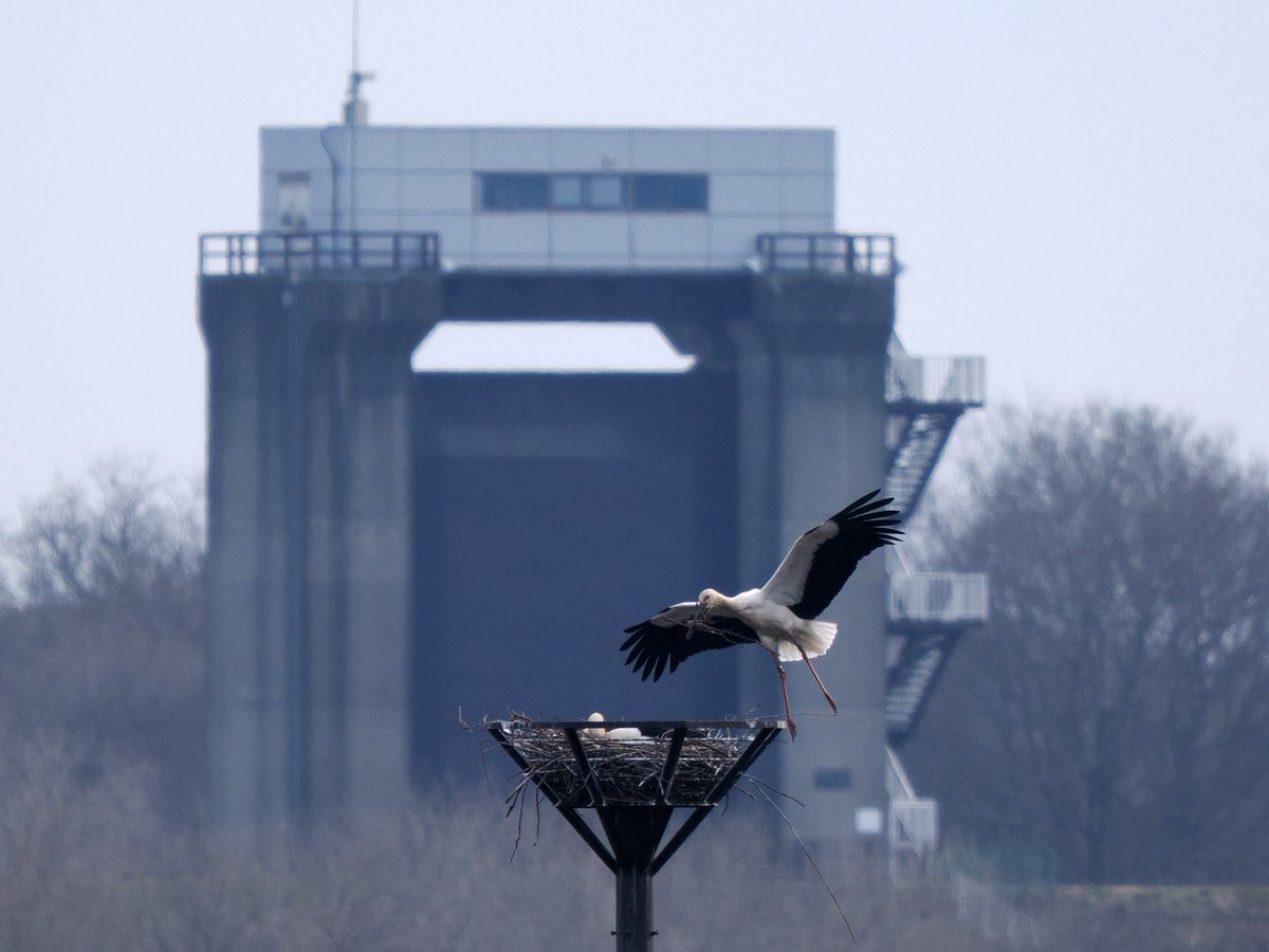 渡良瀬遊水地コウノトリ交流館 tweet media