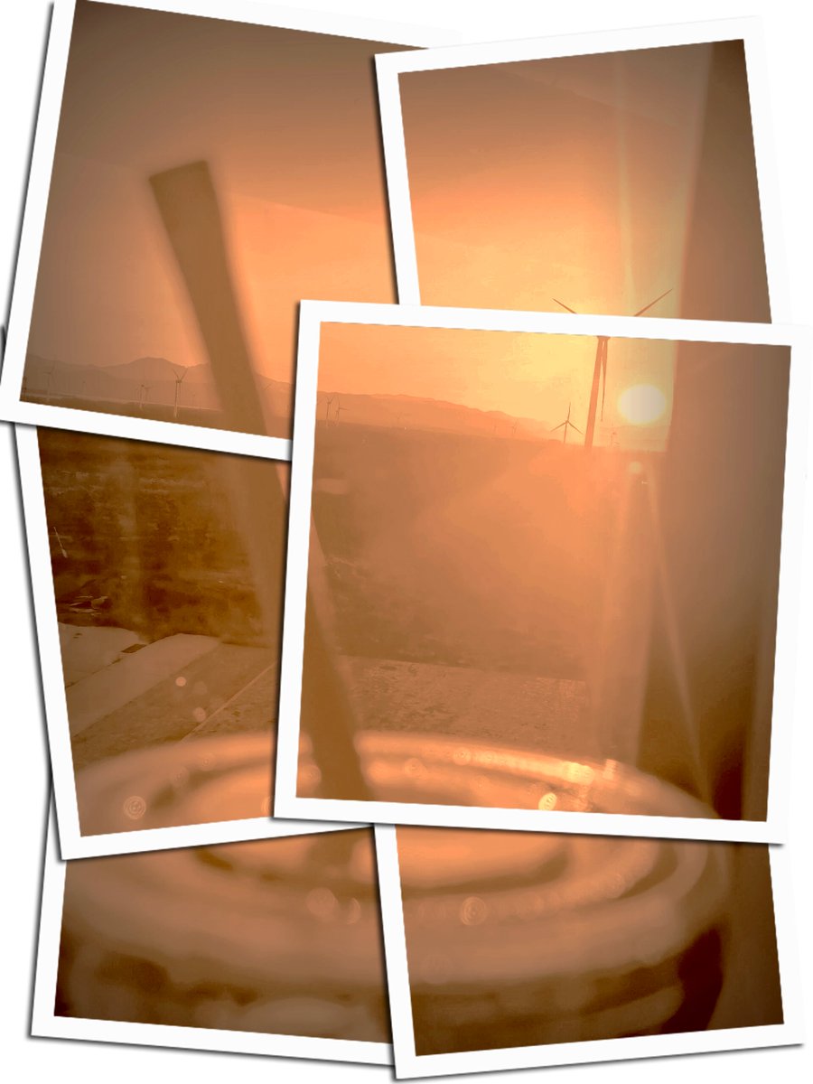 carol flynn tweet media