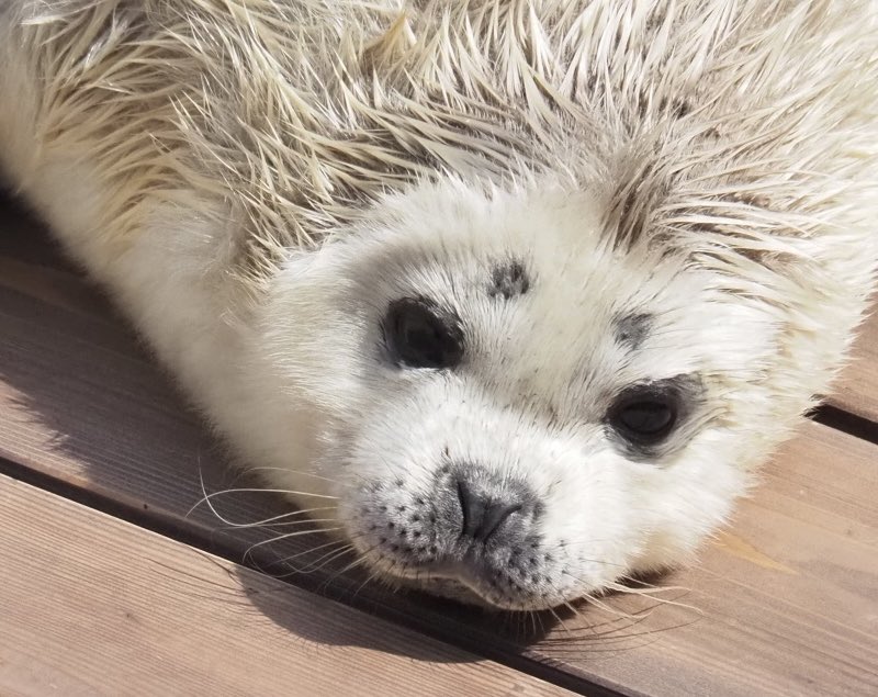 へそ丸 tweet media