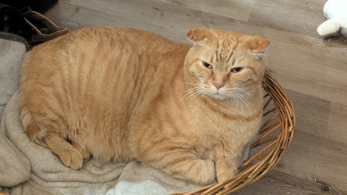 Autism Cat April ( ⓛ ω ⓛ ) tweet media