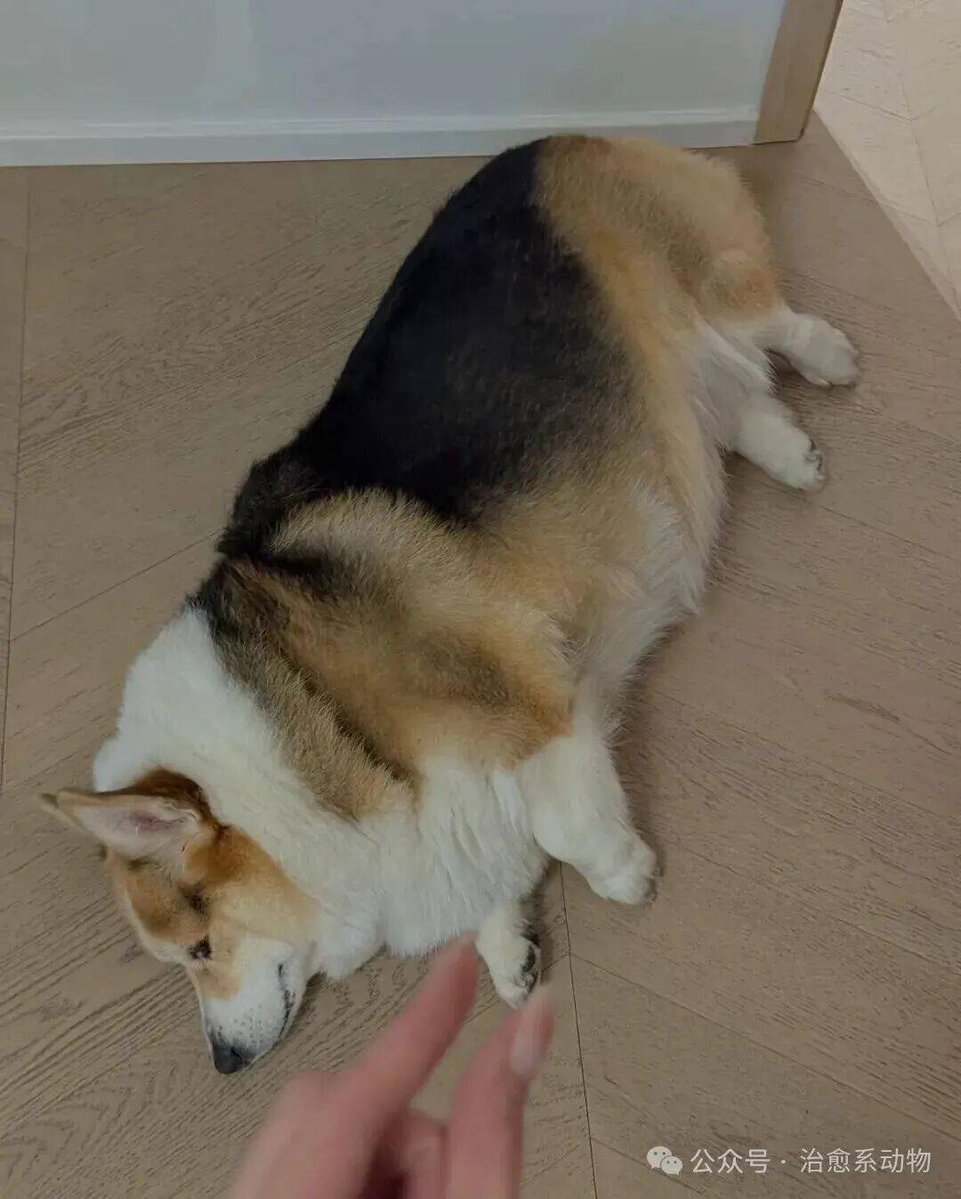 Syed Ahsan Adeeb tweet media