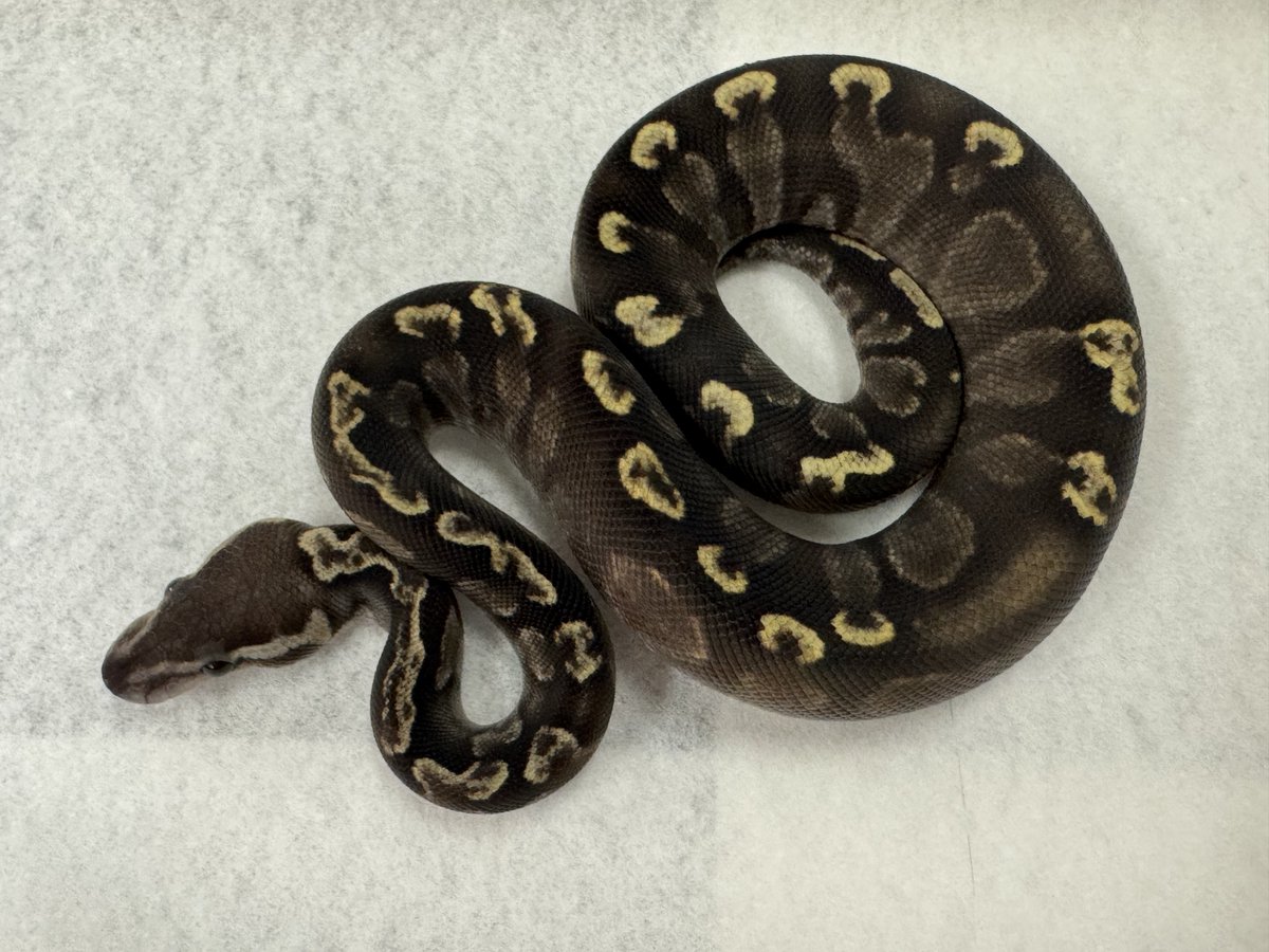 🍺こう🦎🍻🍢 tweet media