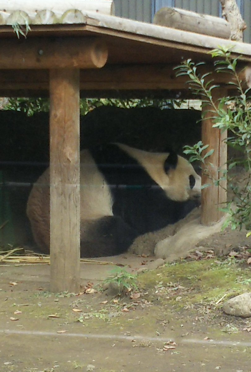 まんまる tweet media