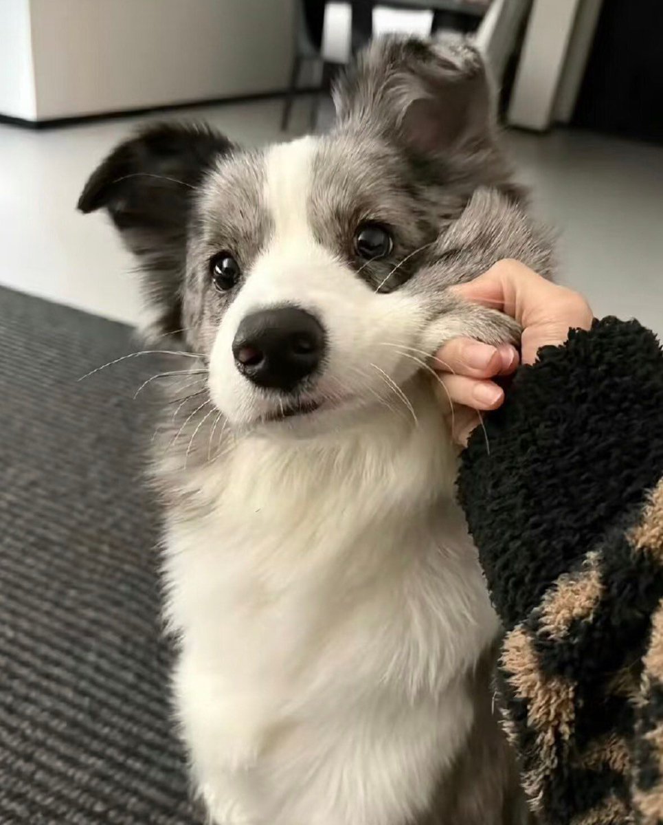 everything dogs 🐶 tweet media