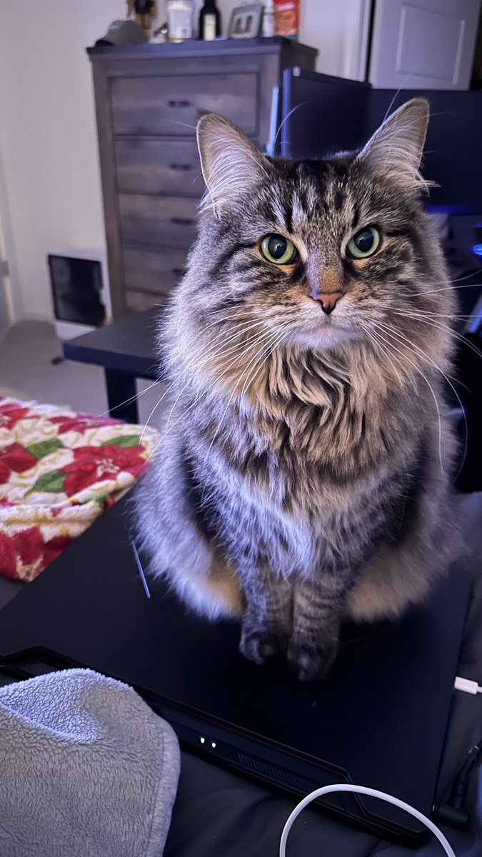 🦇💍💞Cosmo 🎶 tweet media