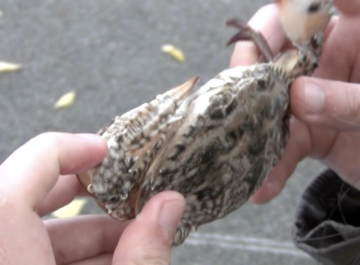 popi/sawa tweet media