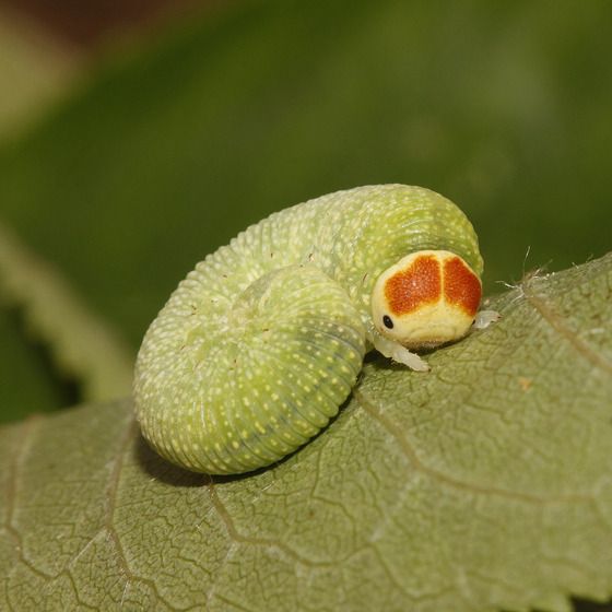 🌧️🐛 io tweet media