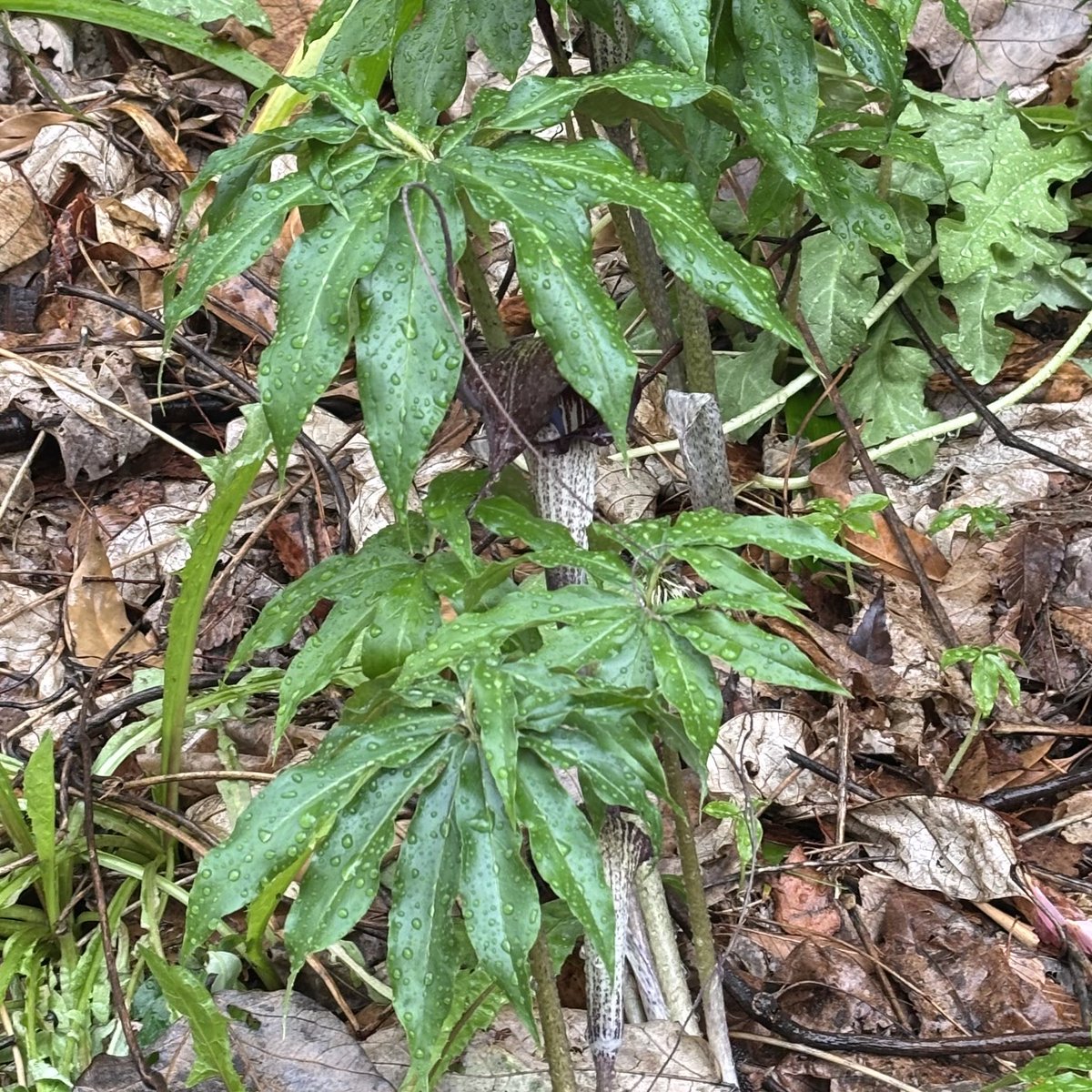 みか_メロウP tweet media