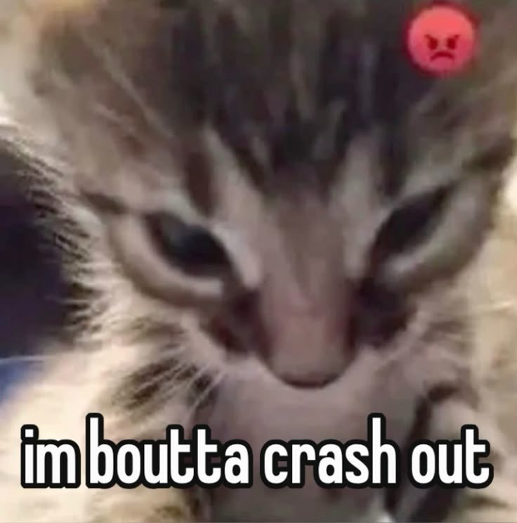 Zentreya⚡🐲⚔️ tweet media