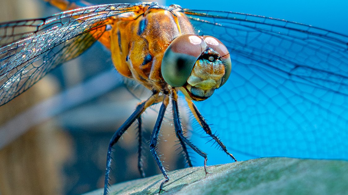 SanRoy_2003's tweet photo. post your insect pic. #san #royz #natureframe https://t.co/zY1ebo3A5q